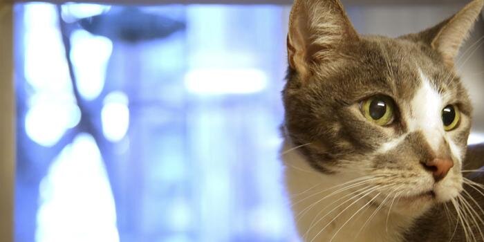 AnimalEndocrine's profile banner image