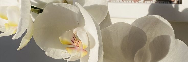 starxlie's profile banner image