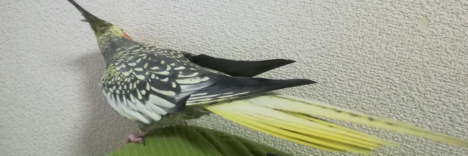 Beetrixy's profile banner image