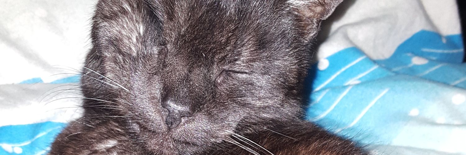 WGmeiner's profile banner image