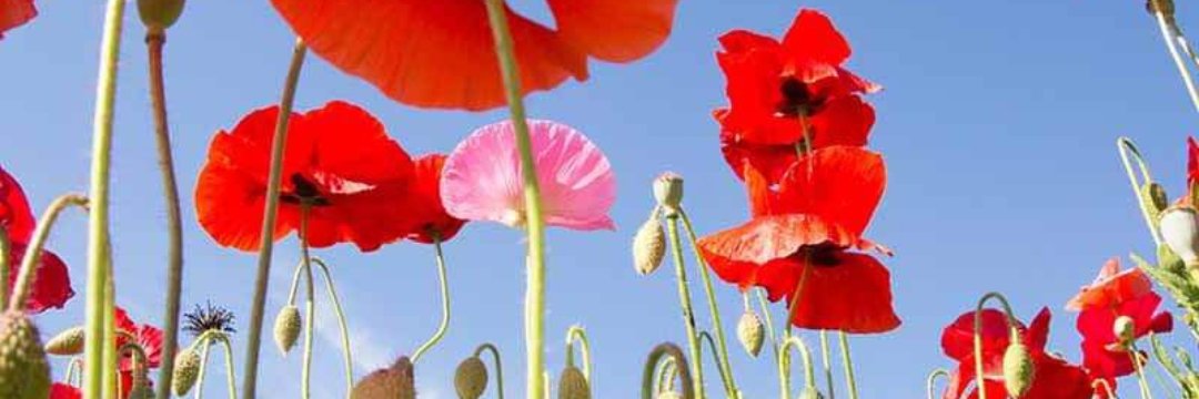 KJW 🍁#FireFord banner