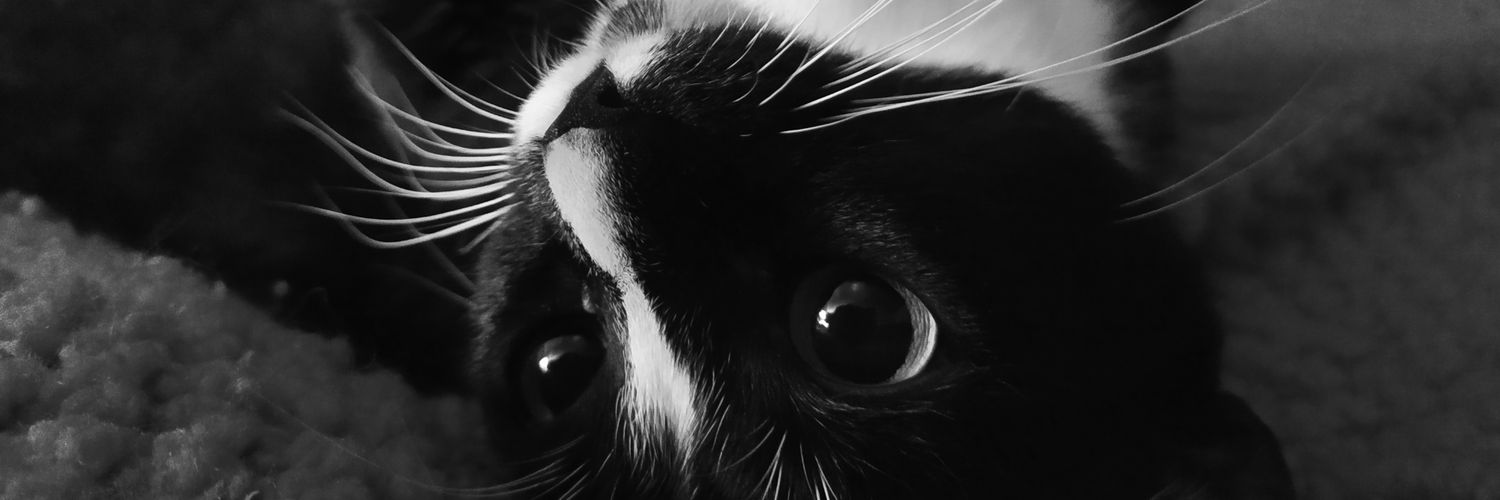 aldanafeula's profile banner image