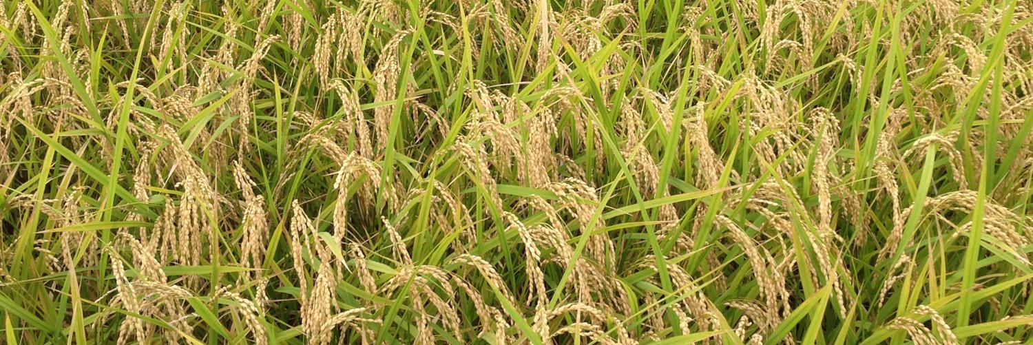 佳織みちる_春M3有難うございました🌟 banner