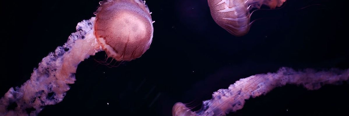 m banner