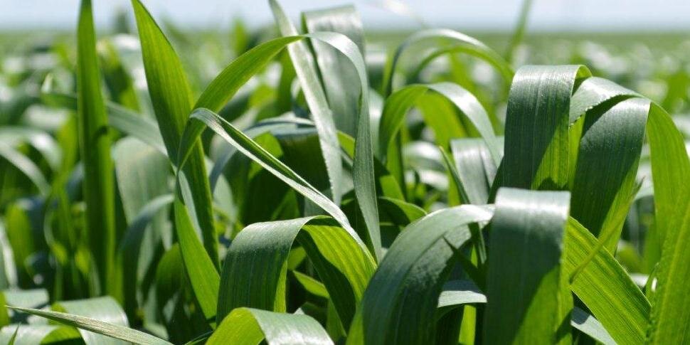 Dorothee van Dijk banner