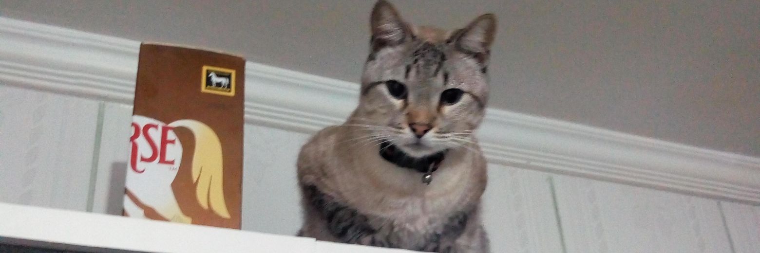 BessaElvis's profile banner image