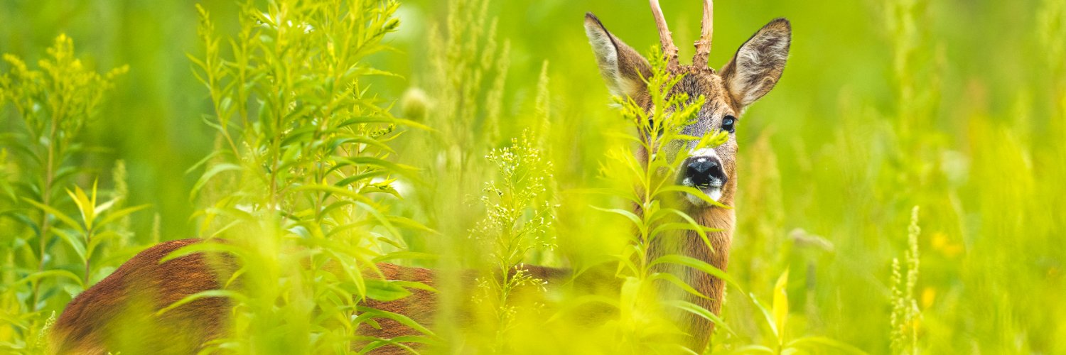 Adam Polak 🐕 banner