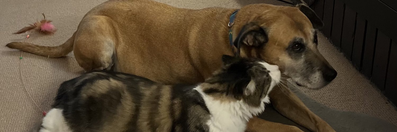 Wendy Wilkinson 🙀🐱🐈🦘 banner
