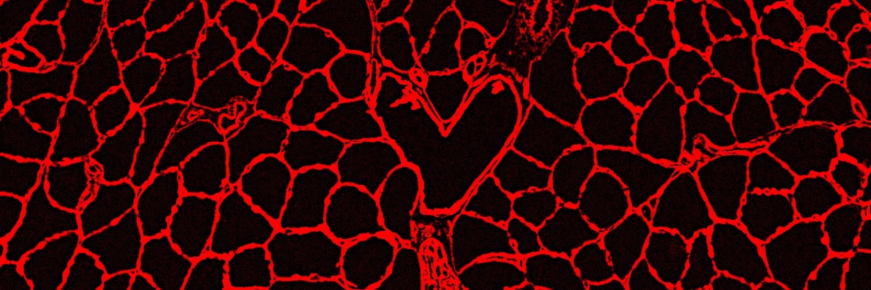 Francesca Solagna banner