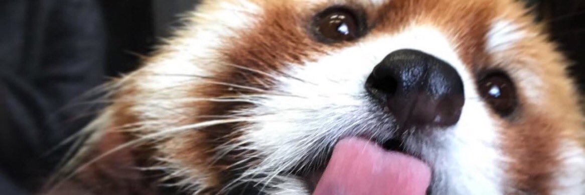 ST4RVY's profile banner image