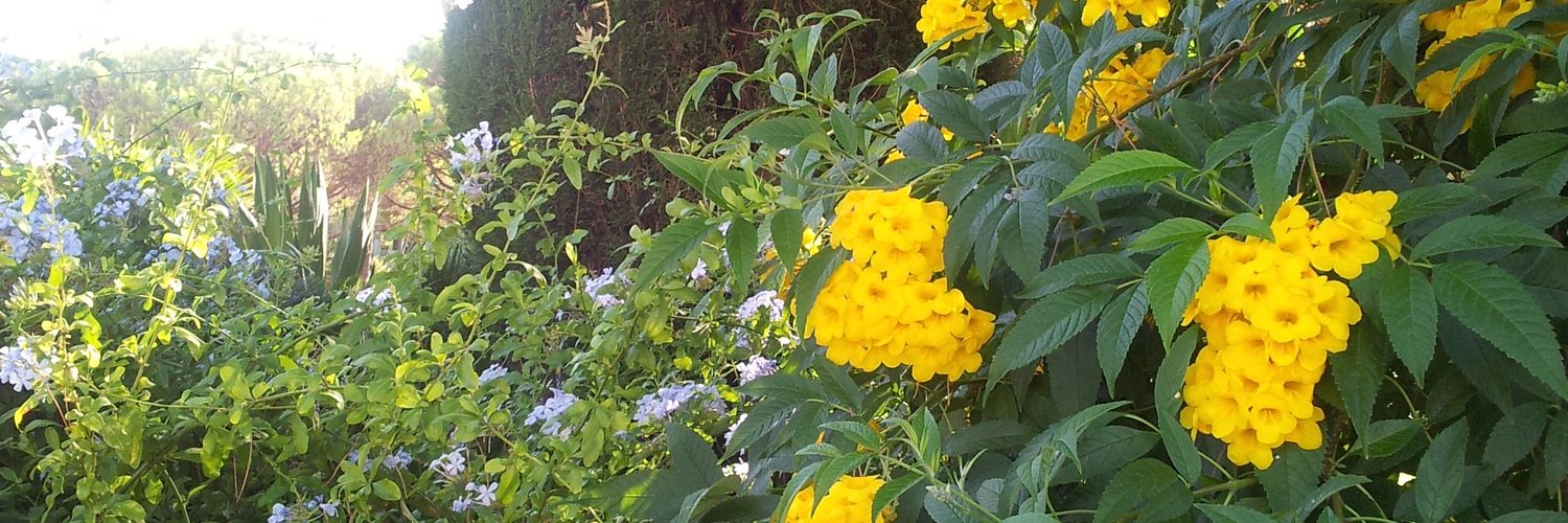 guitarleon 🌬🌍🕊 banner