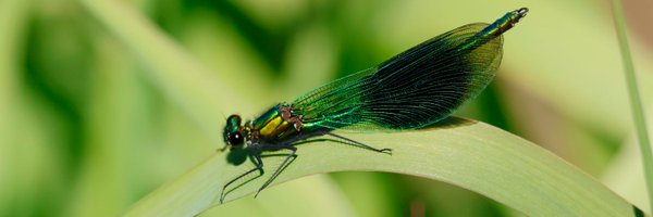 ThomasM73576526 Profile Banner