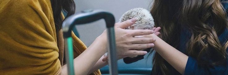 𝒍𝒐𝒎𝒂 💫 banner