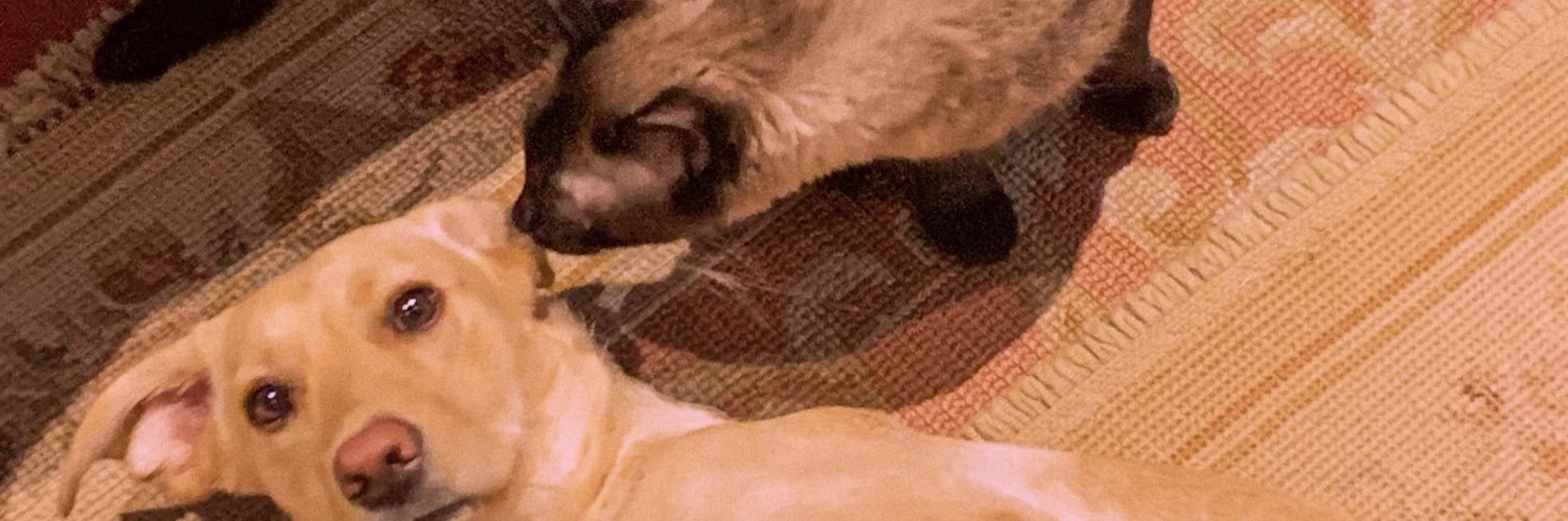inesdsaraujo's profile banner image
