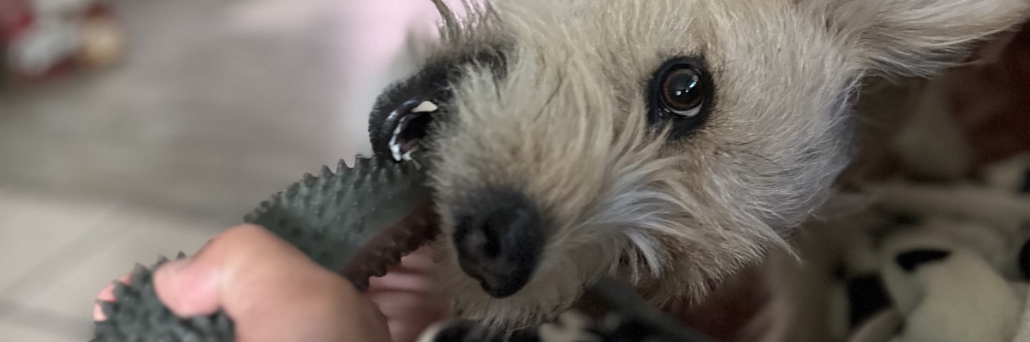 Doc de la viscera magna banner