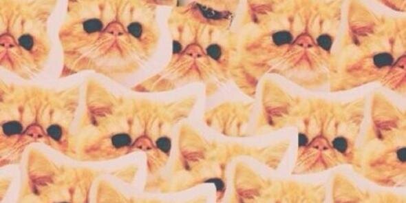 Sarahjanemeow's profile banner image