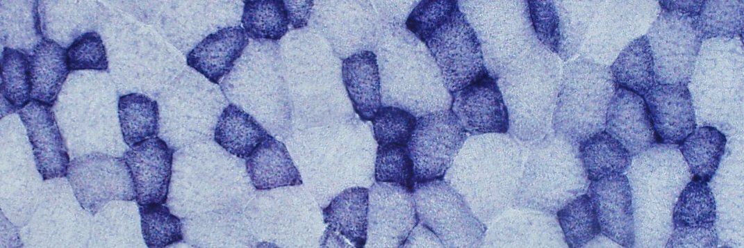 Danielle Debruin, PhD banner