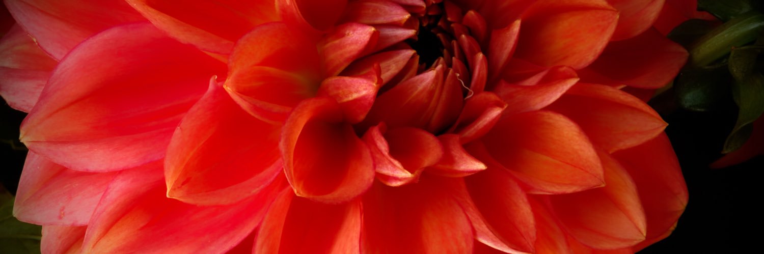 maritzaangma's profile banner image