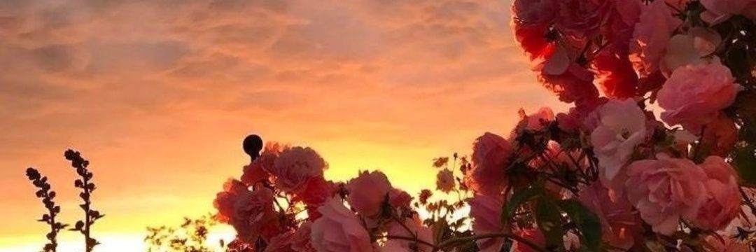 oree_l's profile banner image