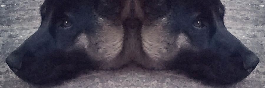 Rociomuxoz's profile banner image