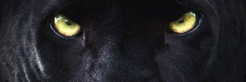 wavemontega's profile banner image