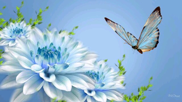 chacahaya's profile banner image