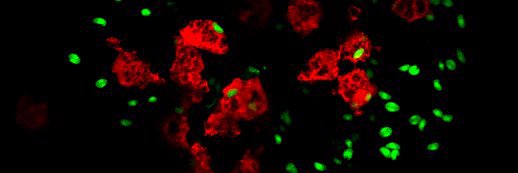 Zebrafish Infection UK banner