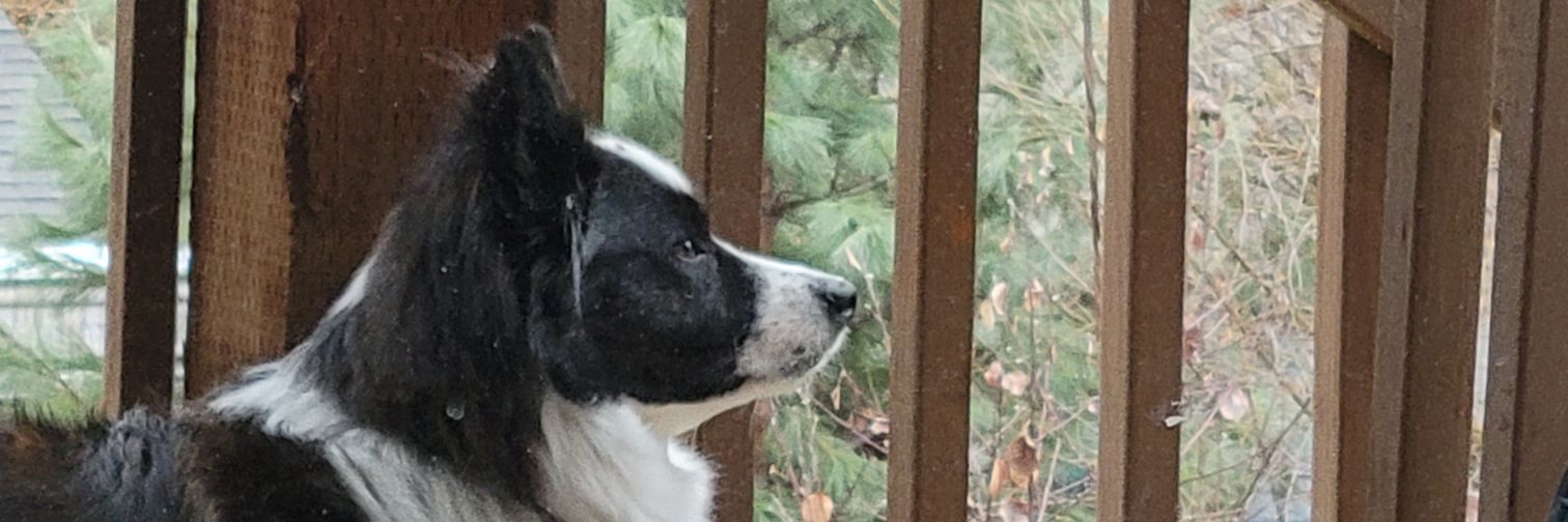 Rachellethebell's profile banner image