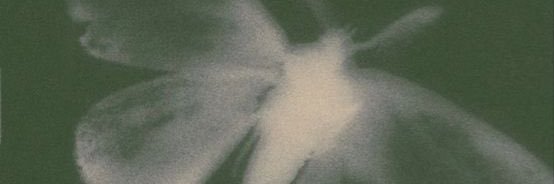 pussycatpath's profile banner image