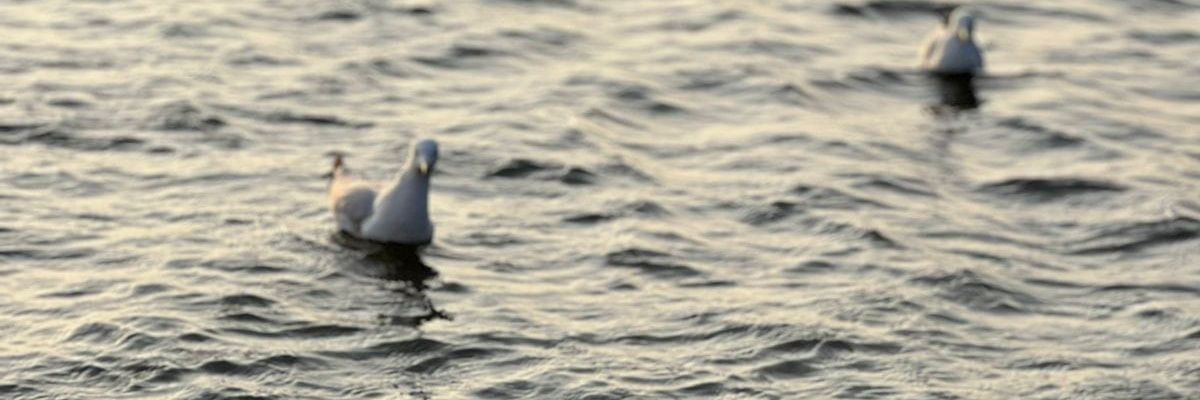 AymanUmna's profile banner image