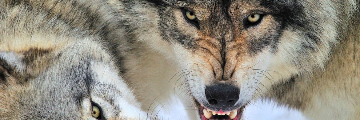 WulfsheadEllis's profile banner image