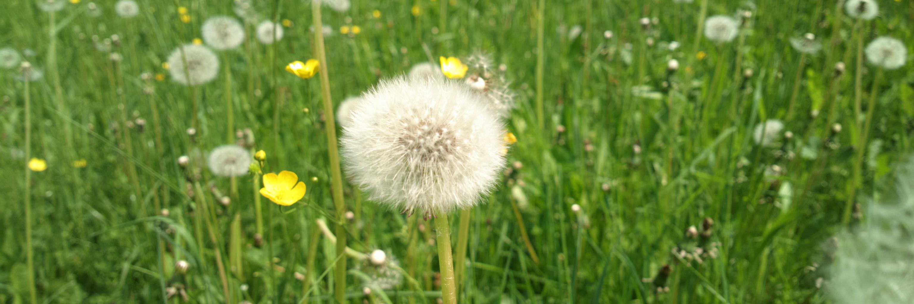 Céline Doublet-Segall banner