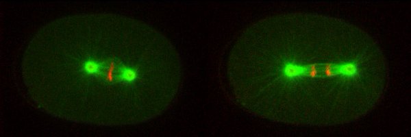 GottaLab Profile Banner