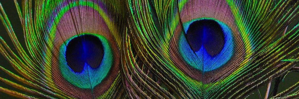 Rauchell Clark banner