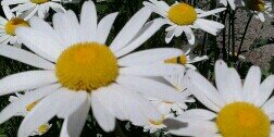 suhhhloni's profile banner image
