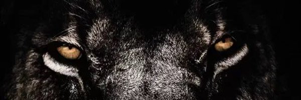 herschelcraiiig Profile Banner