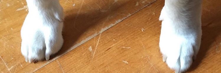 tmleafs11's profile banner image