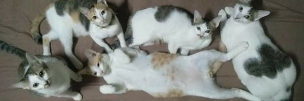 Moyamoy15182930 Profile Banner