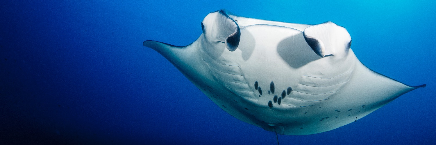 Maldives Underwater Initiative banner