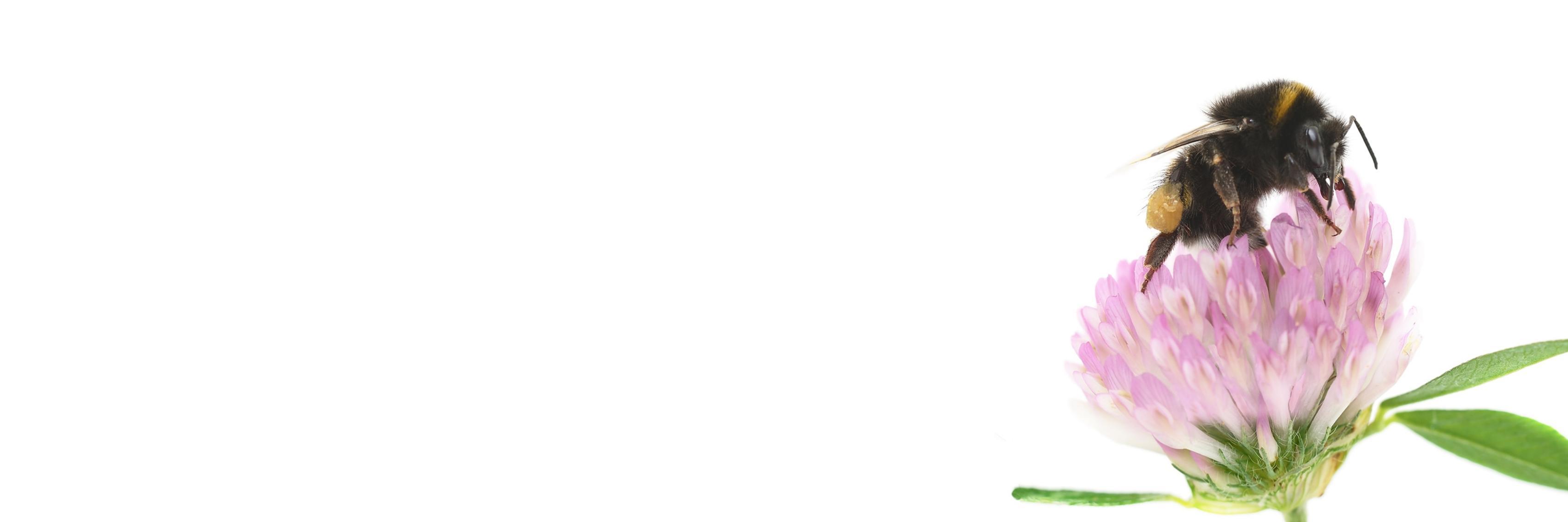 Musonius's profile banner image