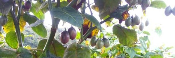 @Karamasector_Huye banner