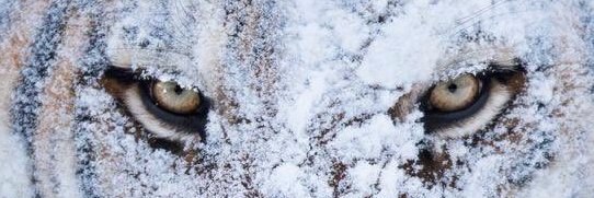 Samtan Dolma 桑丹卓瑪 བསམ་གཏན་སྒྲོལ་མ། banner