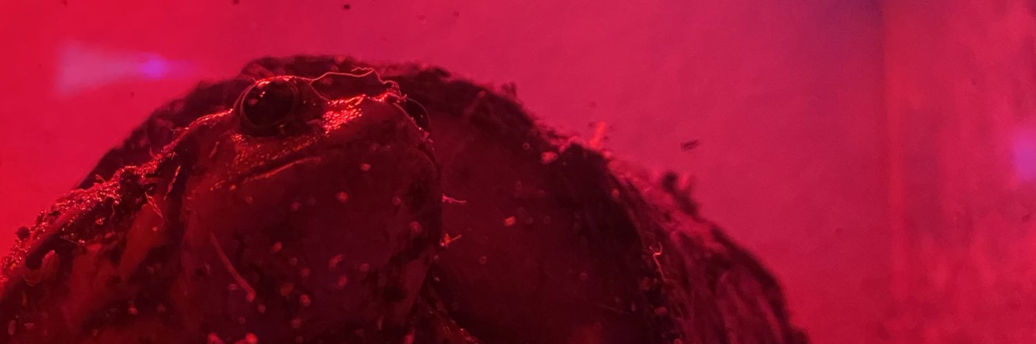 frogdad banner