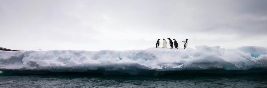 Octavia Brayley banner