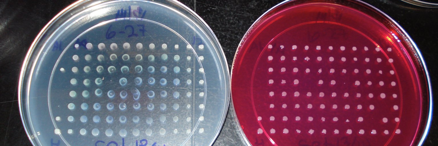 Dr. Dr. Helene Andrews-Polymenis, banner