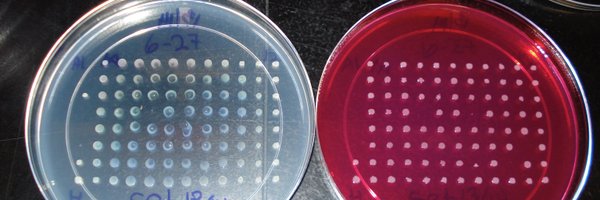 HPolymenis Profile Banner