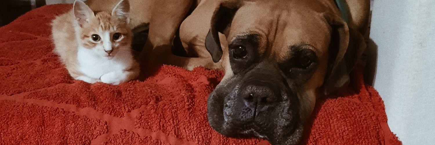 animellano's profile banner image