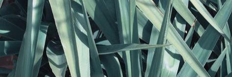 les_attitudes's profile banner image