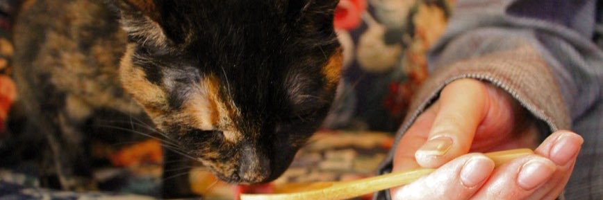 【完全個室猫カフェ】猫邸スイートホームウリエル banner