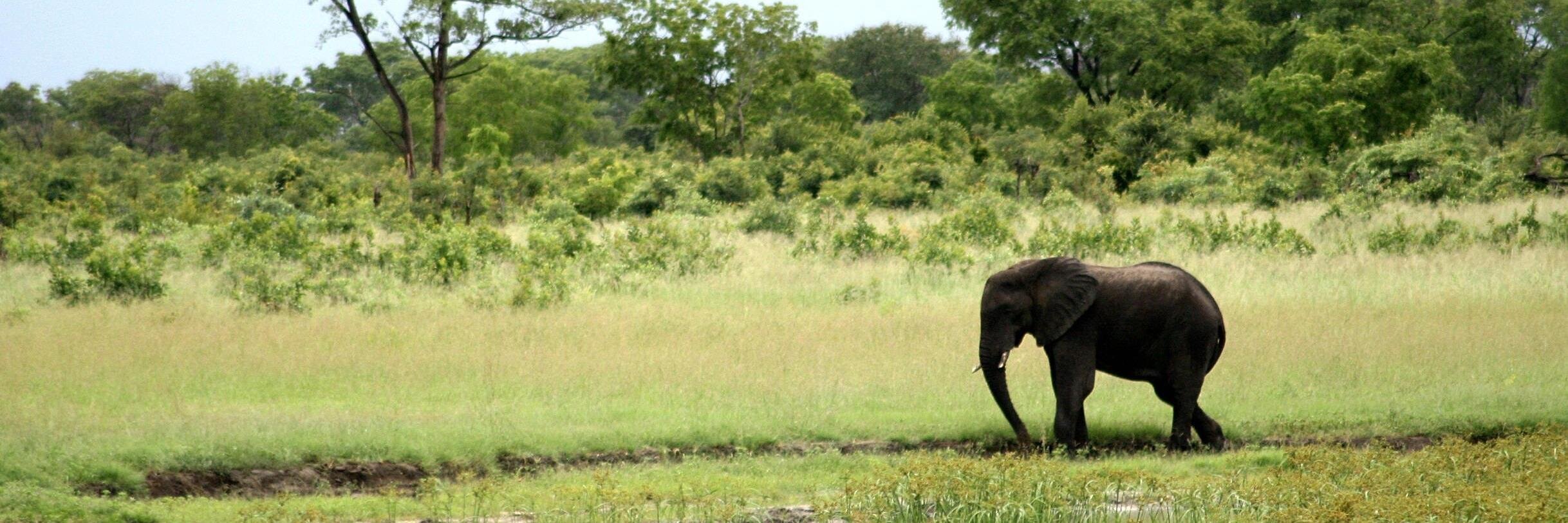 Kris Griffiths banner